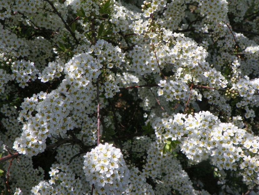 spiraea Grefsheim - z-Dobarland 2019