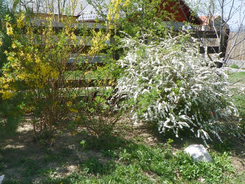spiraea Grefsheim - z-Dobarland 2019