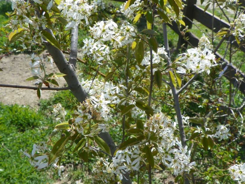 amelanchier lamarckii - z-Dobarland 2019