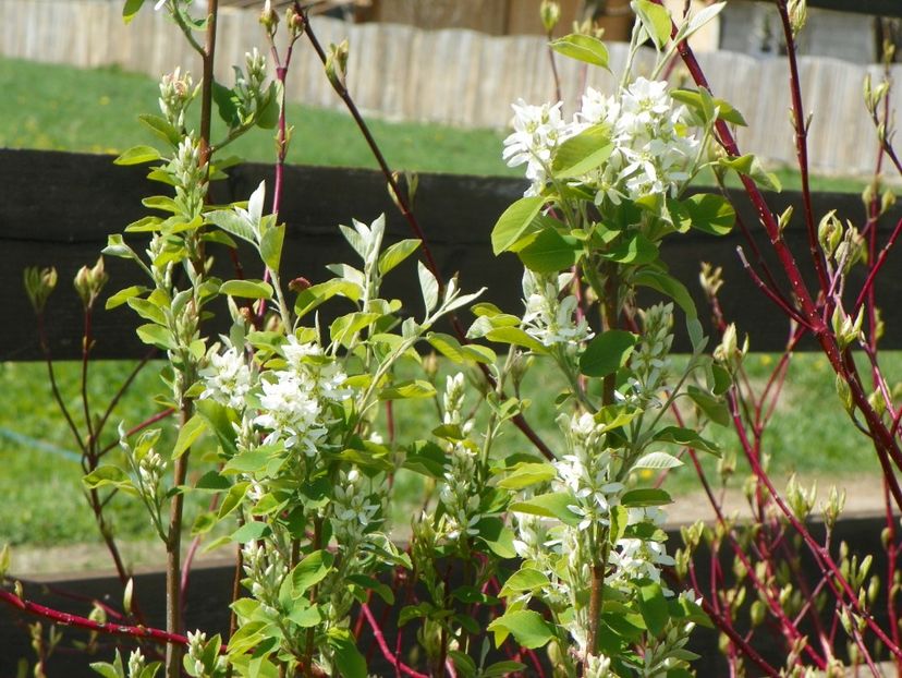 amelanchier alnifolis Obelisk - z-Dobarland 2019