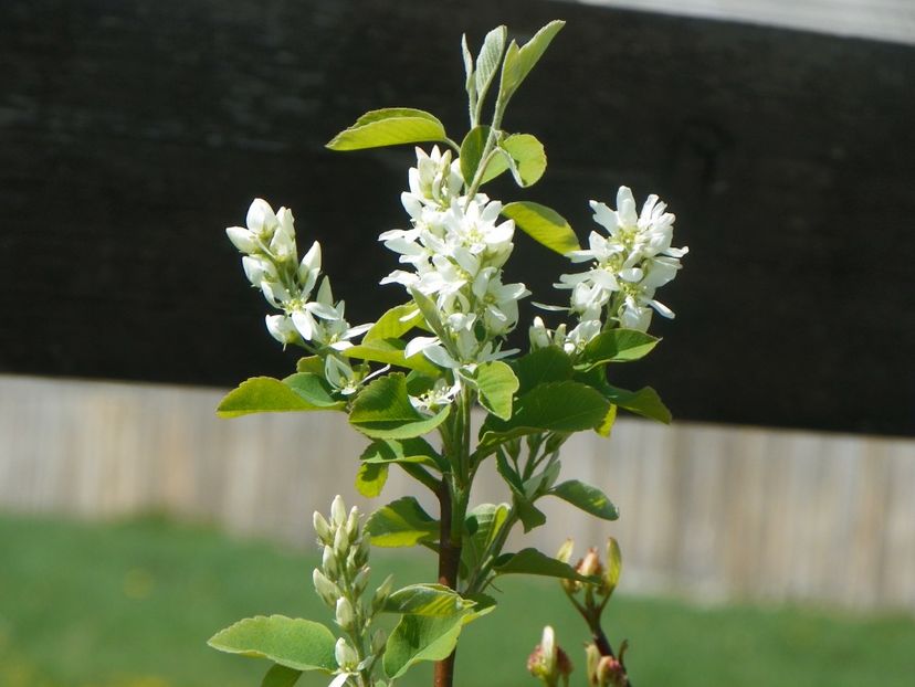 amelanchier alnifolis Obelisk - z-Dobarland 2019