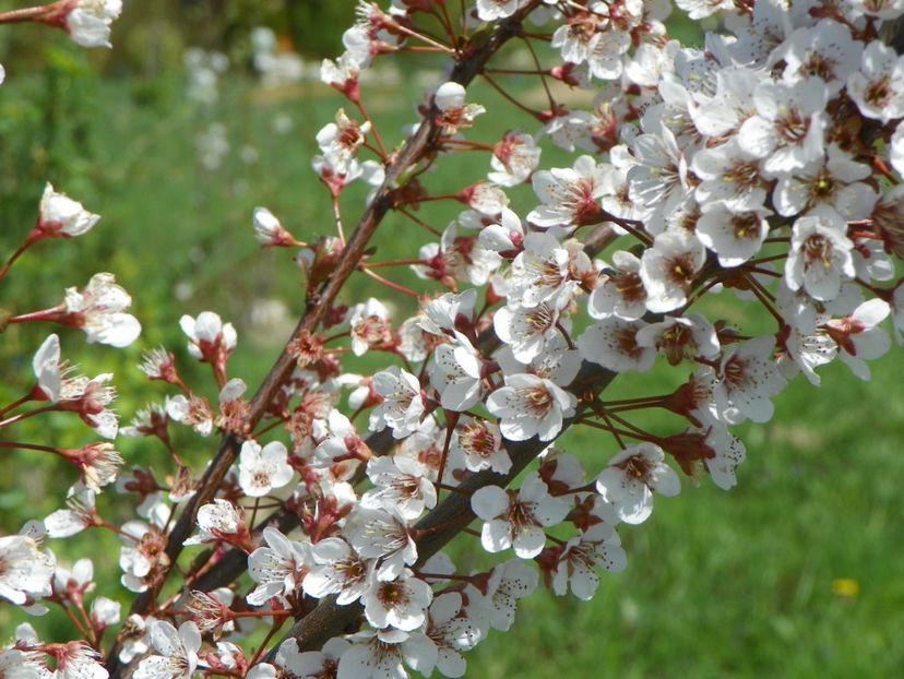 prunus Trailblazer - z-Dobarland 2019