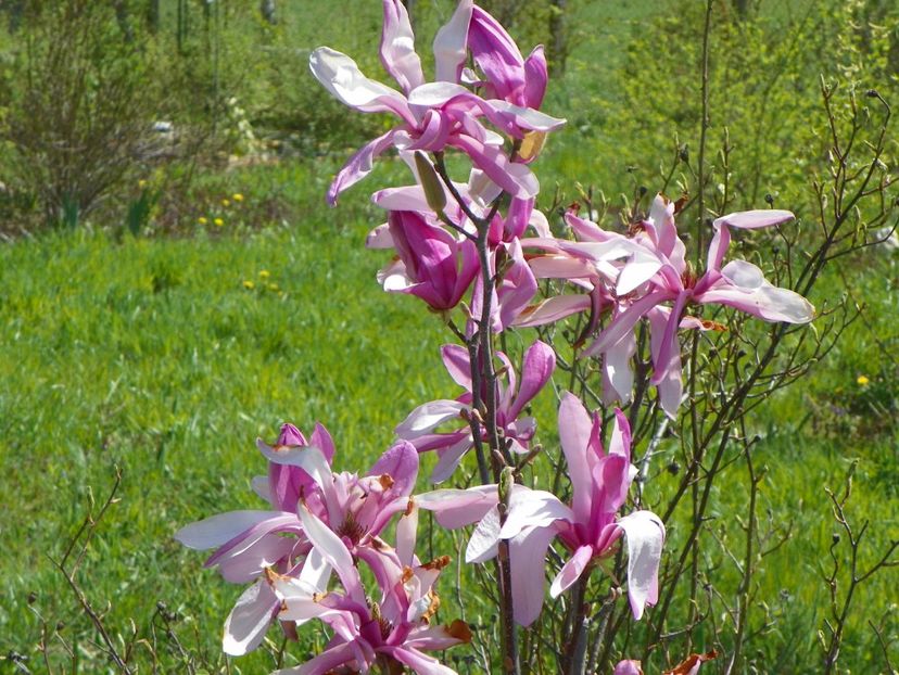 magnolia Leonard Messel - z-Dobarland 2019