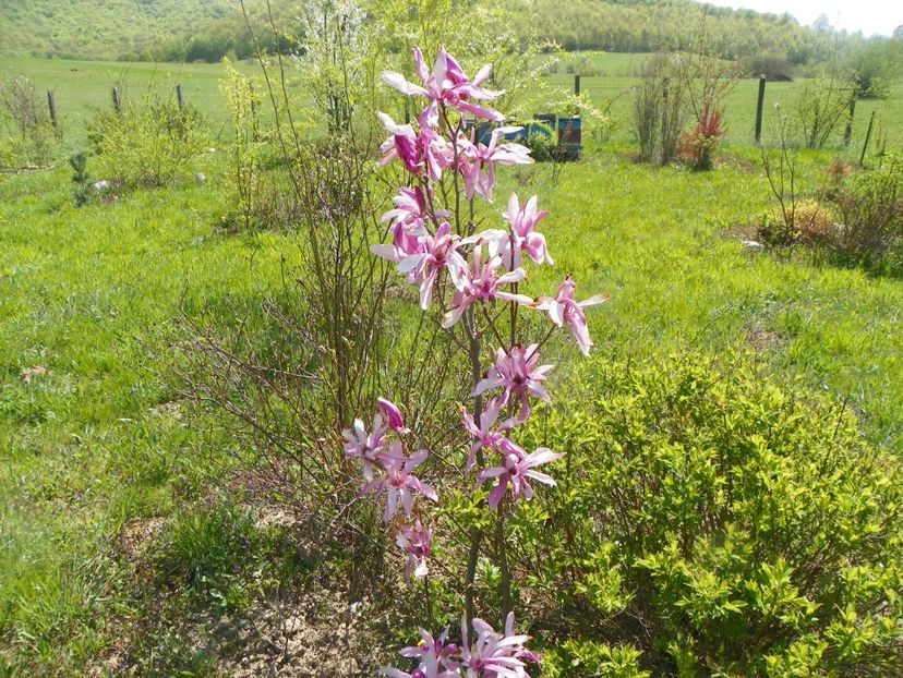magnolia Leonard Messel - z-Dobarland 2019