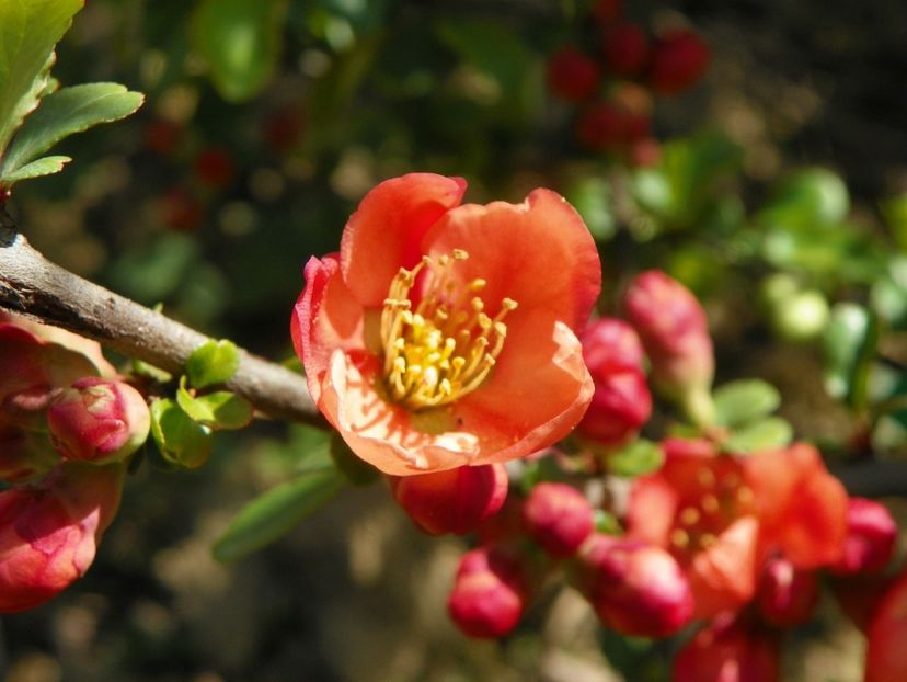 chaenomeles Clementine - z-Dobarland 2019