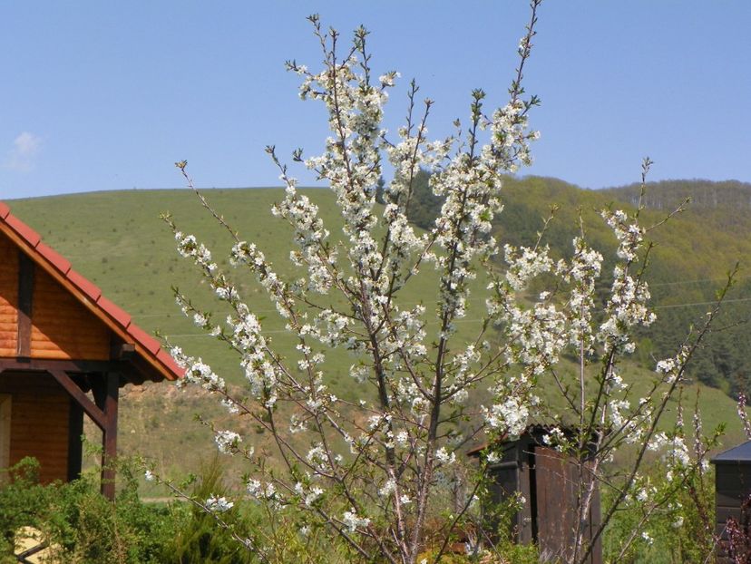 visin - z-Dobarland 2019