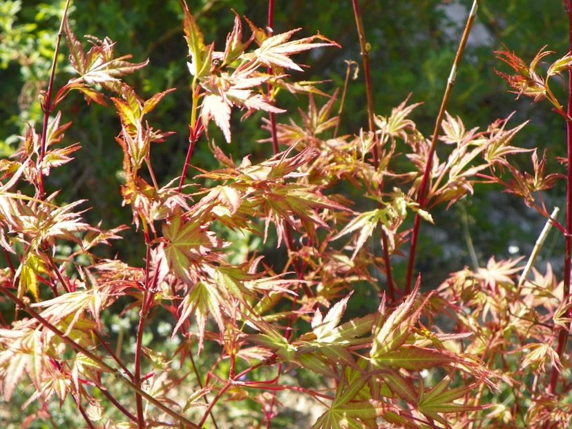 acer palmatum - z-Dobarland 2019