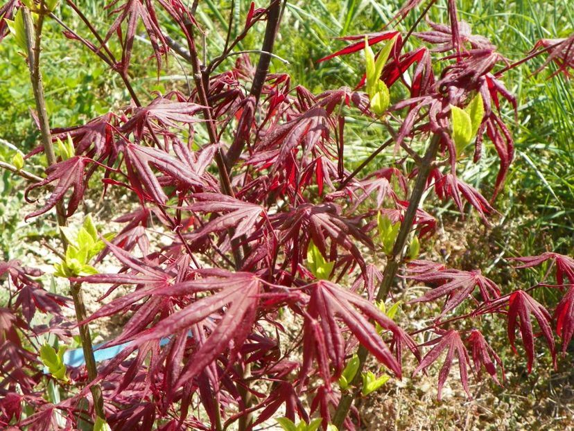 acer palm. Trompenburg - z-Dobarland 2019