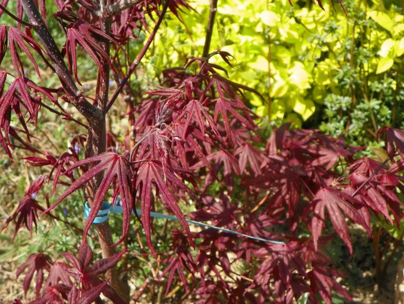 acer palm. Trompenburg - z-Dobarland 2019