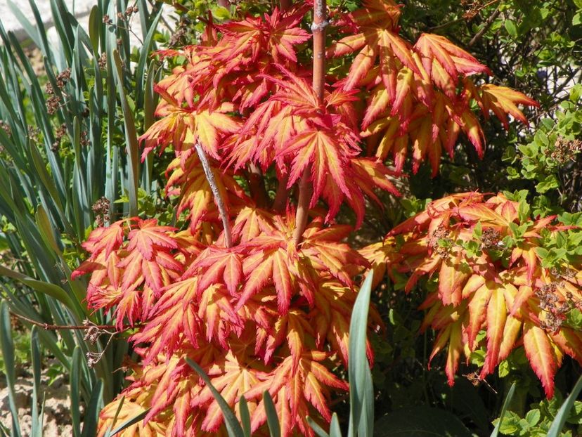 acer palm. Sangokaku - z-Dobarland 2019