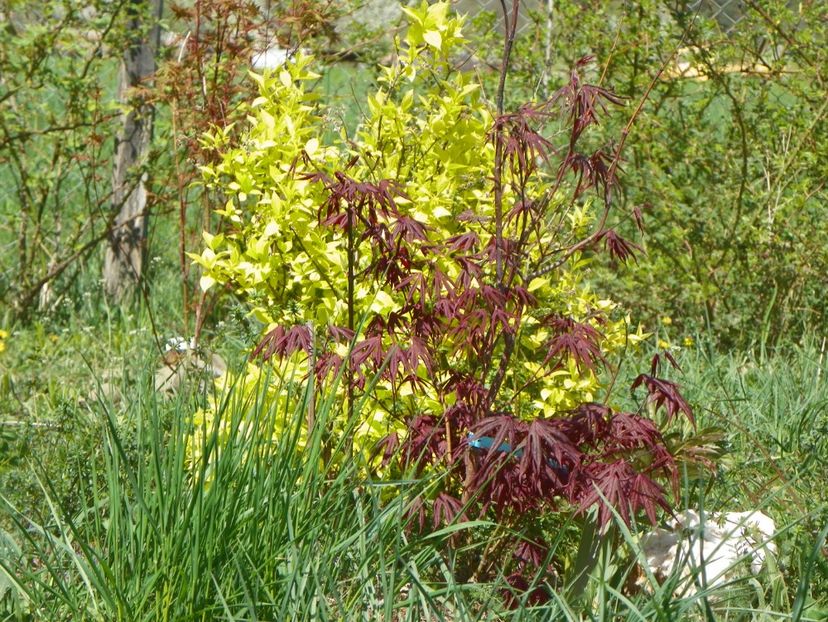 acer palm. Trompenburg - z-Dobarland 2019