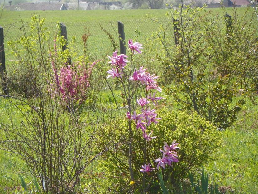 magnolia Leonard Messel si prunus triloba - z-Dobarland 2019
