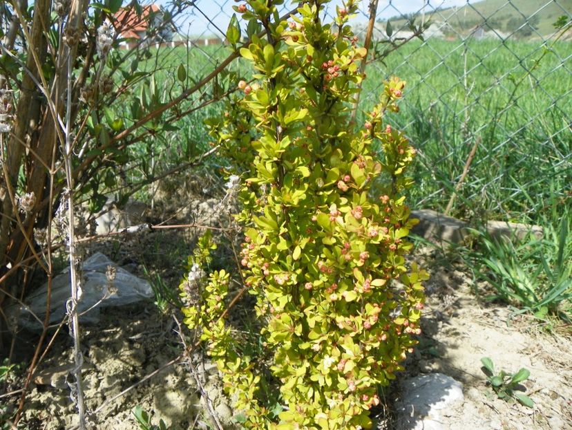 berberis Maria - z-Dobarland 2019