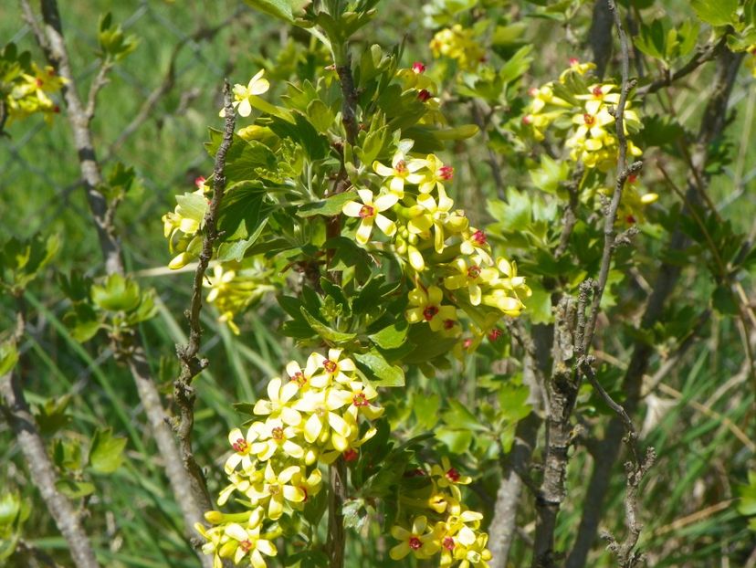 ribes aureum - z-Dobarland 2019