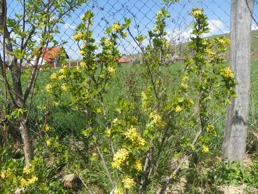 ribes aureum - z-Dobarland 2019