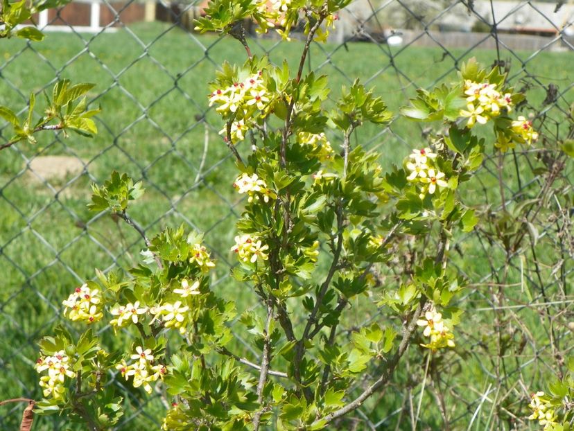 ribes aureum - z-Dobarland 2019