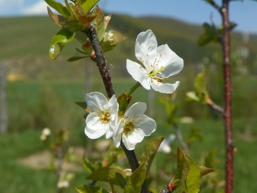 prunus cistena - z-Dobarland 2019