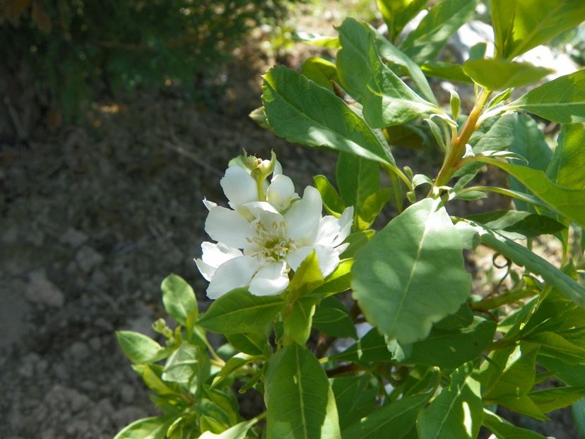 exochorda Magical Spring - z-Dobarland 2019