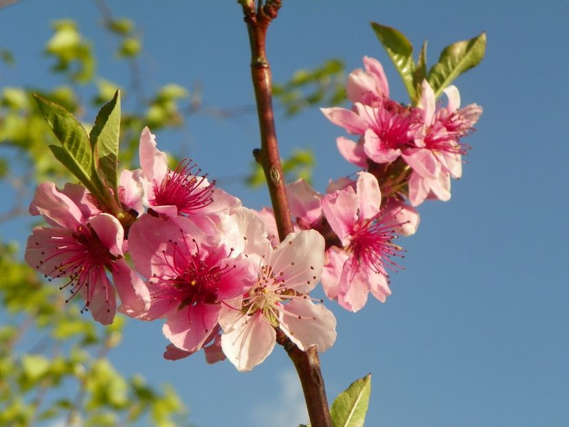 prunus persica - z-Dobarland 2019