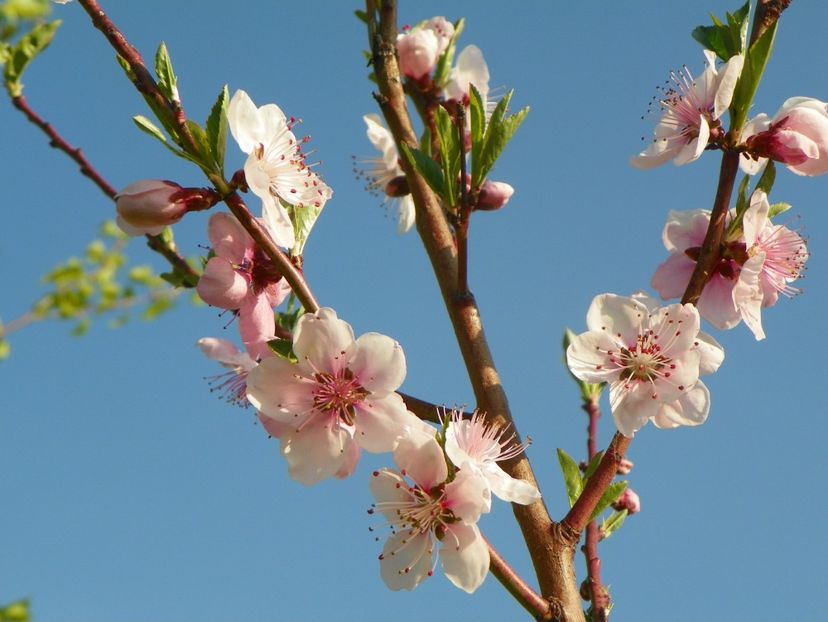 prunus persica - z-Dobarland 2019