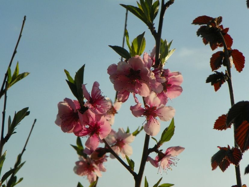 prunus persica - z-Dobarland 2019