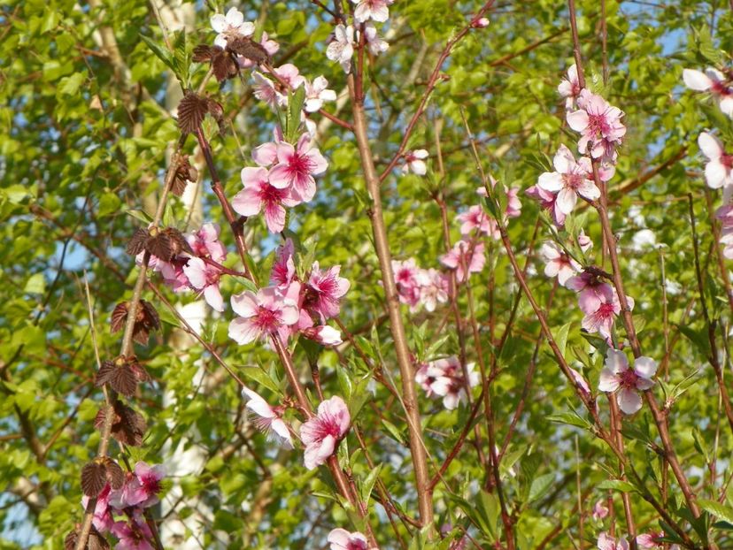prunus persica - z-Dobarland 2019