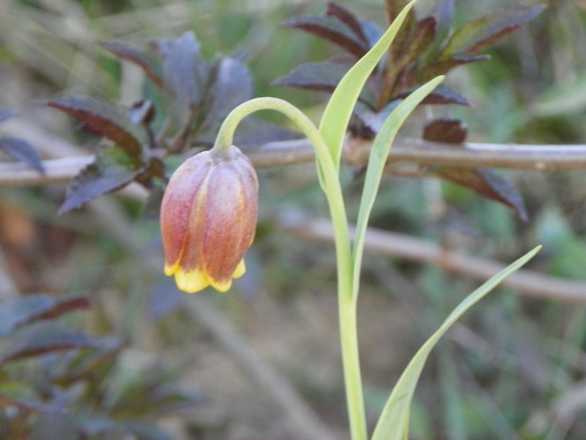 fritillaria Uva Vulpis - z-Dobarland 2019