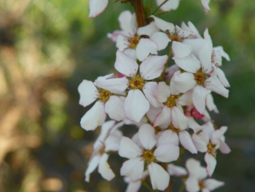 spiraea Fujino Pink - z-Dobarland 2019