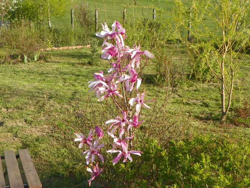 magnolia Leonard Messel - z-Dobarland 2019