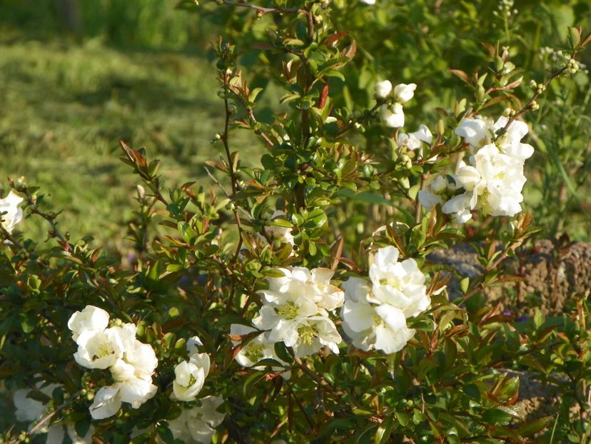 chaenomeles Nivalis - z-Dobarland 2019