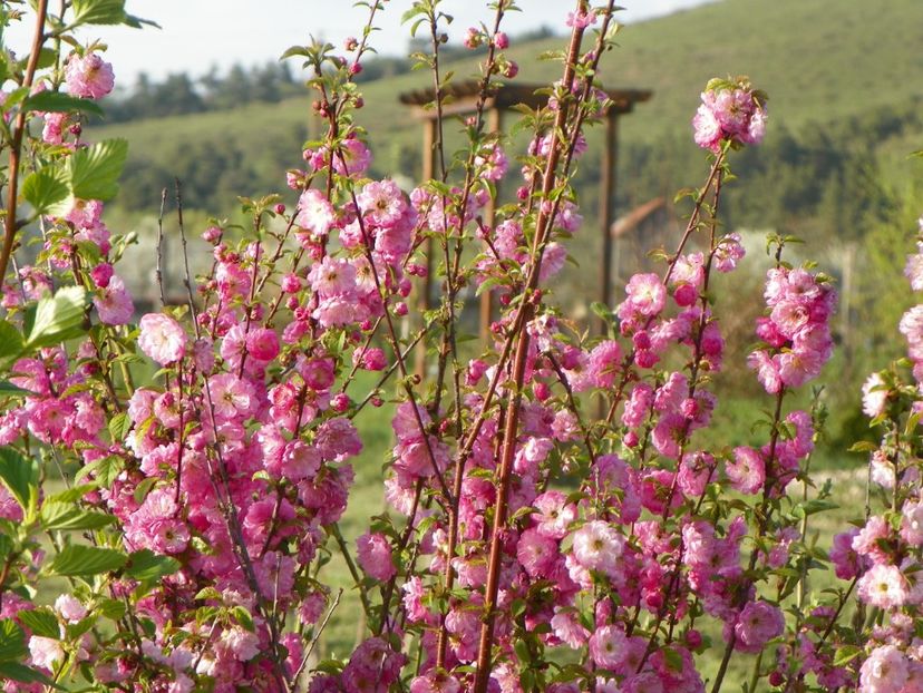 prunus triloba - z-Dobarland 2019