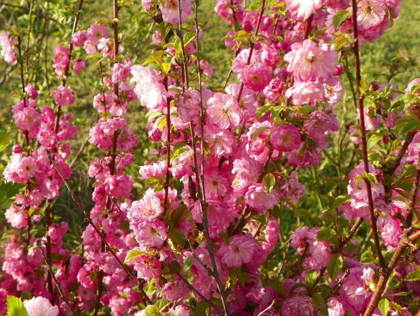 prunus triloba - z-Dobarland 2019