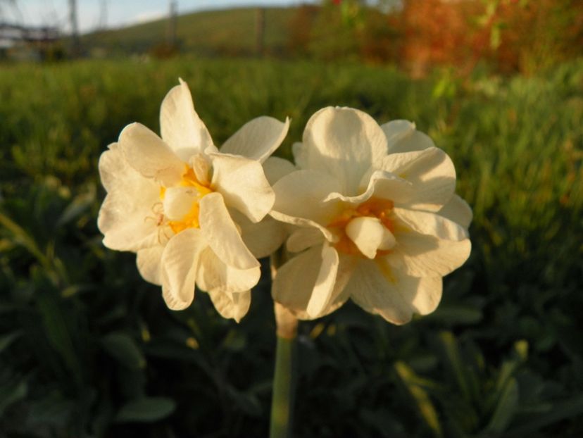 narcise Totus Albus Paperwhite - z-Dobarland 2019