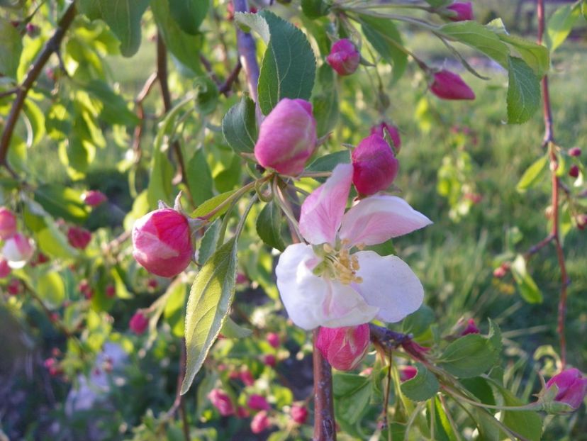 malus Sun Rival - z-Dobarland 2019