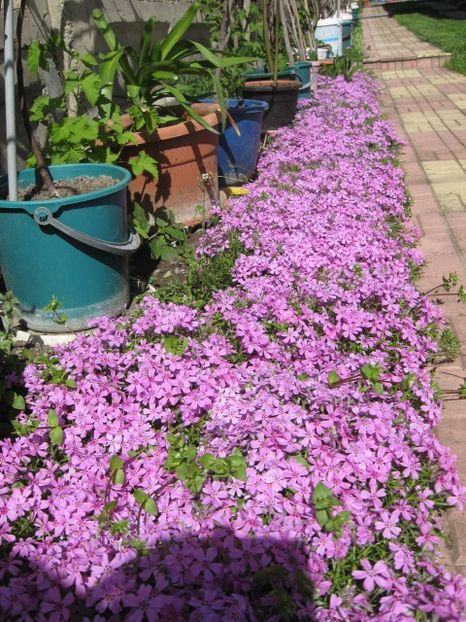  - Flori de gradina 2019