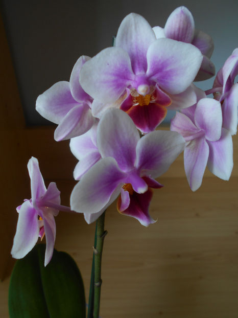  - orhidee 15 pitica Leroy Merlin Cluj apr 2019 - am pierdut-o