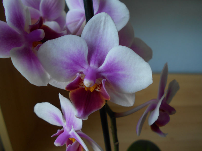  - orhidee 15 pitica Leroy Merlin Cluj apr 2019 - am pierdut-o