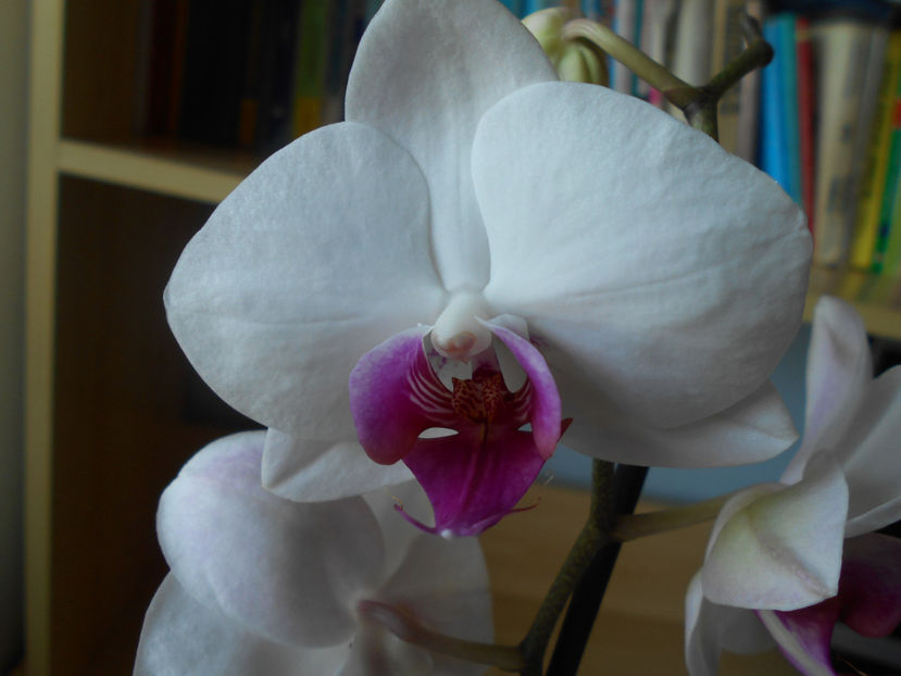  - orhidee 14 Carrefour Dej apr 2019