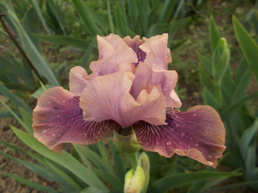  - Irisi -2019 Barbata Elatior si intermedia