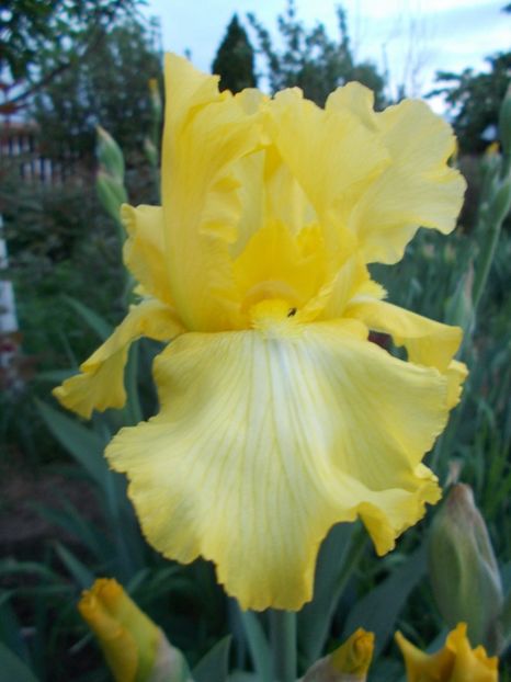  - Irisi -2019 Barbata Elatior si intermedia