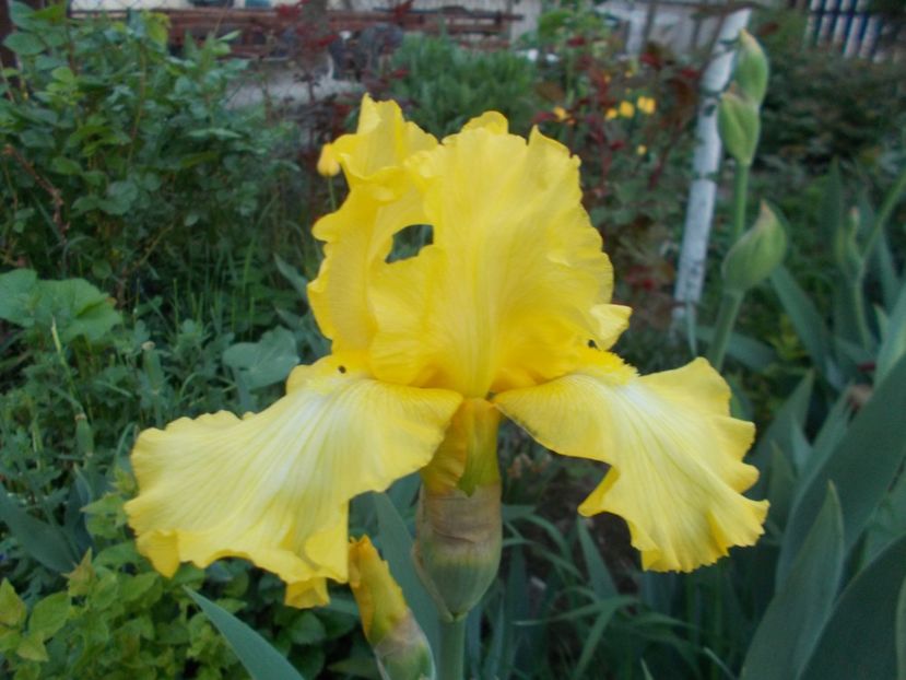  - Irisi -2019 Barbata Elatior si intermedia