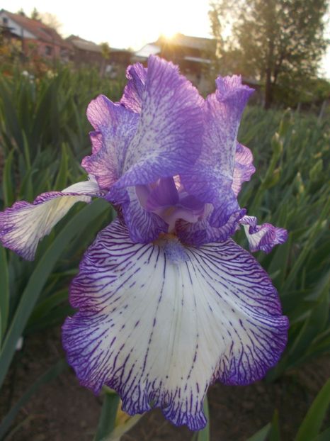  - Irisi -2019 Barbata Elatior si intermedia