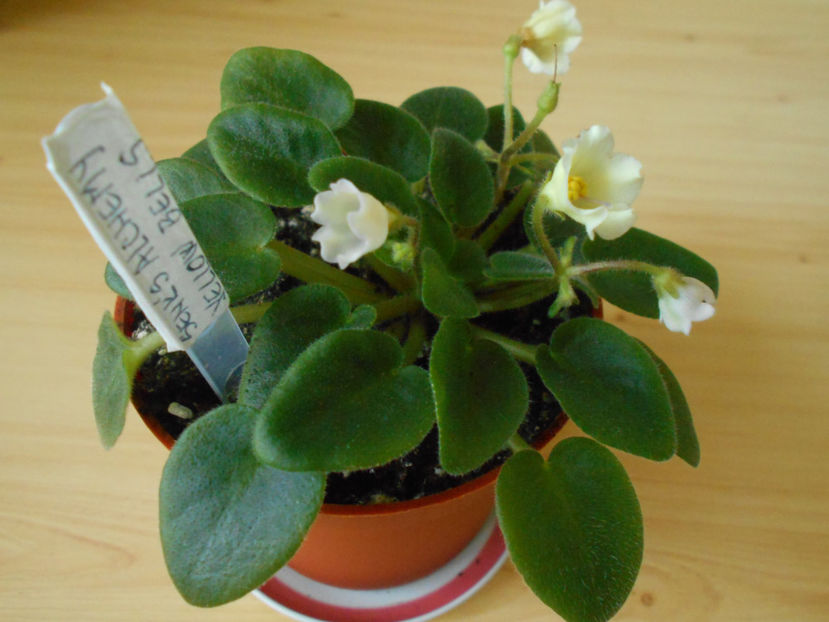  - Senk s Alchemy Yellow Bells