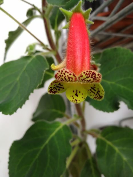  - Kohleria 2019
