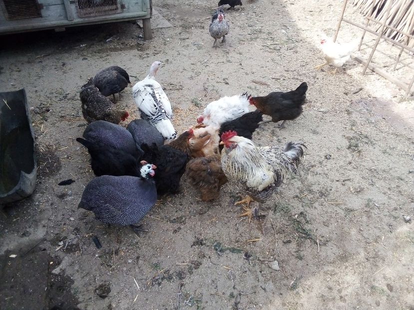  - Găini mixte moțate încălțate