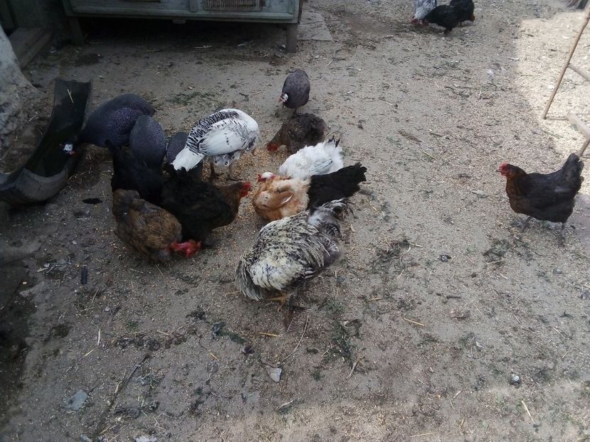  - Găini mixte moțate încălțate