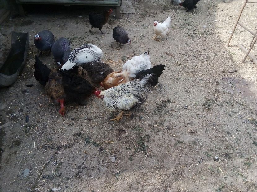 - Găini mixte moțate încălțate