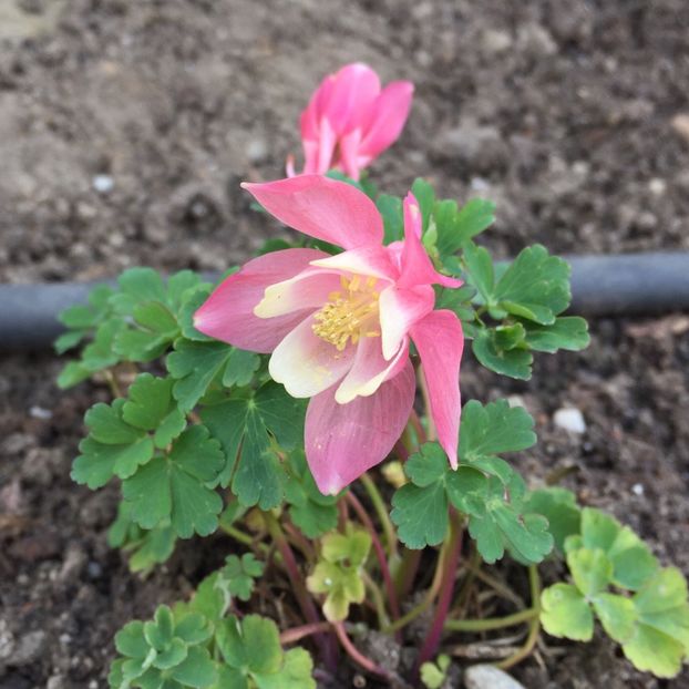 9561B99C-09D5-40A7-8A4D-D17C7F173D86 - GRADINA 2019