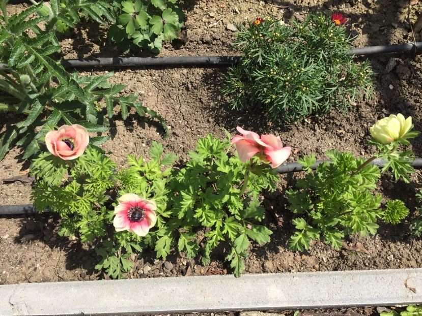 3A365BE6-B0DB-4C9B-BFC8-7E4DEF52F4C0 - GRADINA 2019