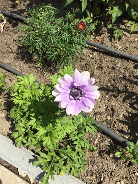 84E2CD8A-429A-465C-9D5A-9805E70245DC - GRADINA 2019